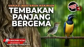 🔴 Live Tembakan Berkelas Panjang Prenjak Tir Gacor vs Cucak Cungkok Super Gacor Roll Speed
