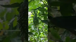 Bitter gourd in my garden| Swaying in the breeze# Shorts