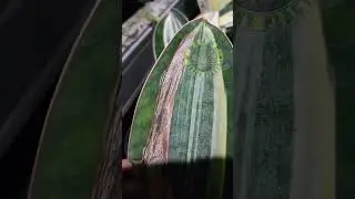 Daun sanse gosong dan mengering akibat terkena panas berlebih #nature #plants #gardens #shorts