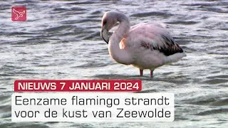 Zeldzame wintergast bij Zeewolde en schaatspret in aantocht | Dit is Flevoland