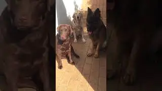 German Shepherd & Golden Retriever vs Labrador - Which Is The Best Dog?