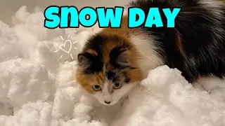 Snow Day: Olive & Pudding Play In The Snow ☃️
