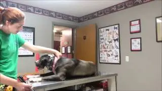 Snapping and Bitey Pitbull at Vet's Office Conditioned Relaxation- Take the Lead K9 Training