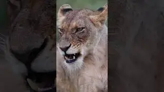 This is why I carry a heavy camera on my trip to Africa. What's your favorite gear to capture wild
