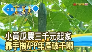 “沒人看好”的小黃瓜青農｜藝龍種苗公司｜【台灣真善美】2026.01.18