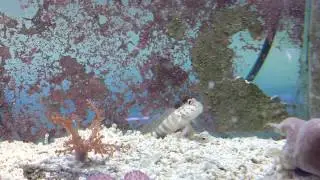 WYSIWYG Pink Spotted Watchman Goby