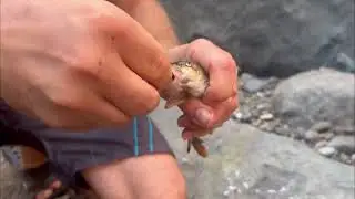Bıyıklı balık  avı barbus barbus (Cyprinidae) sazan giller