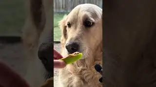 @nillabean17 ASMR #dog #goldenretriever 😲