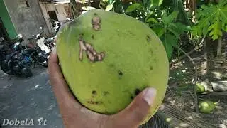 Coconut Tree Climbing and Young Coconut Cutting Indonesia || Panjat dan Potong kelapa muda