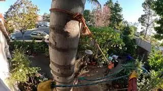 Remocion De Coco Plumoso Con Espuelas / San Diego CA