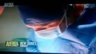 Animal Planet Europe Continuity  November 2014