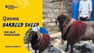 Karnataka sheep qaswa for sale bakreed 2024