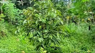 PERMBAzNGAN HRG BIBIT 75RIBURUPIAHsedang live sekarang!