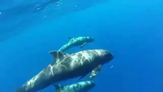 Melon-headed Whales Hawaii, (Peponocephala electra)