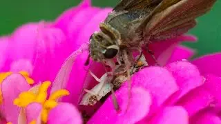 Ambush bug catching tawny-edged skipper