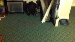 Interspecies communication fail