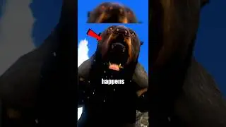 What Happens when we are attack by different animals in Far Cry #farcry