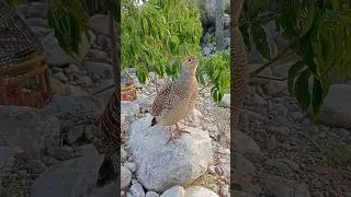Original Teetar Sound for Calling | Wild Partridge in Action
