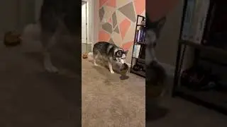 Subtle hints from this husky.  #deardiarydog   #husky