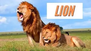 🦁 LION in natural habitat