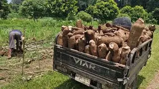 THE PROCESS OF COLLECTING CASSAVA HARVEST INTO A TRICHELLE WITH BARE HANDS - Agriculture Farming