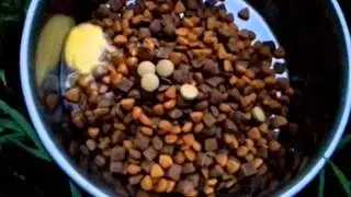 How to get a dog to eat dry dog food