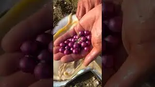 😱😱  Wow, the noble purple pearl among pearls