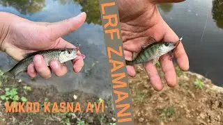 İNCECİK LRF TAKIM İLE KASNA VE LEVREK AVI-MİKRO KASNA VE MİKRO PERCH AVI #balık&ccedil;ılık #lrf #lrfzamanı