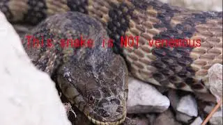 Snake Eyes! ---- Episode 1: ATX Wildlife Project