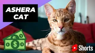 Кошка Ашера 🐱 Самая дорогая кошка в мире #шорты #ашера #дорогаякошка
