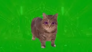 OIIA OIIA (Spinning Cat) Vol.112