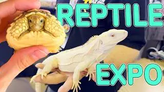 REPTILE EXPO and Adopting a New Tortoise!