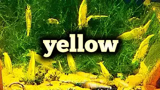 How to Breed Yellow Shrimp