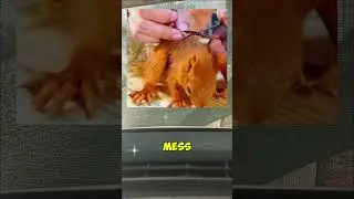 The Rescue of a Baby Squirrel #AnimalRescue #WildlifeConnection #NatureMiracles