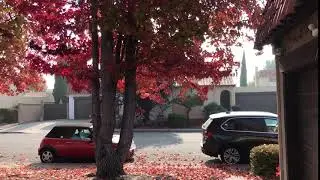 Beautiful Maple Leaves Falling Down 2018