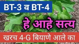बापरे खरच 4-G BT कापुस आला का // BT-3 cotton // BT-4 cotton // कापुस बियाणे BG-3 व BG-4 hybrids