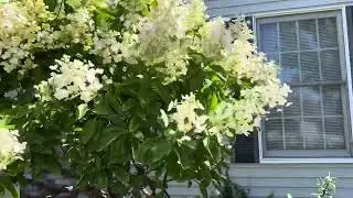 Tree hydrangea in full bloom buzzing with bees