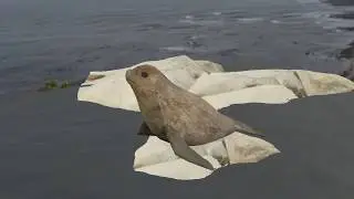 Kekeno Seal