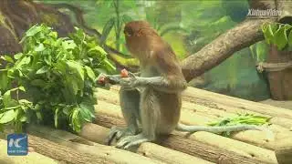 Rare monkeys from Indonesia settle in China zoo