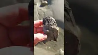 A beautiful fossil prepped by mother nature #fossil #science #paleontology