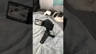 Sophie-the cat is shooting her daily Cat Vlog 😹