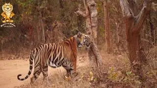 collarwali karhandla | The journey from shivanjhri to Umred Karhandla Wildlife Sanctuary