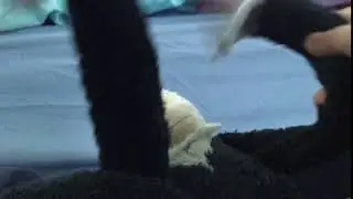 Dabbing monkey