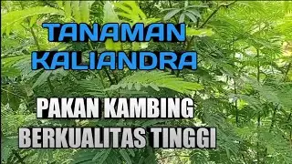 tanaman kaliandra,|tanaman untuk pakan kambing