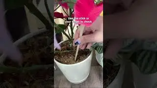 How to Avoid Overwatering Your Plants 💦 #succulentsbox #plants #houseplant