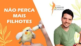 ERROS CLÁSSICOS na hora de dar papa para os filhotes de calopsita