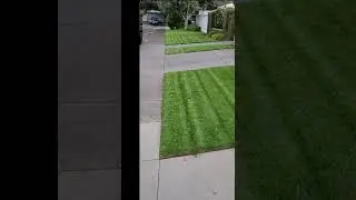 Tall Fescue Lawn neat and tidy