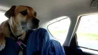 Rudger in the car