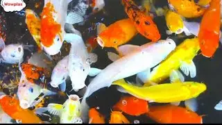 Beautiful Goldfish Swimming in Clear Water 🐠✨