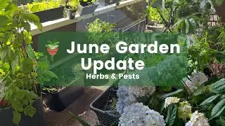 June Balcony & Container Garden Tips | What to Plant, Easy Herbs, & How I Handle Pests Naturally